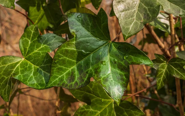 stock image Common ivy Hedera helix. Ivy texture background, English or European ivy. English ivy plant growing outdoor in park. Nobody, selective focus