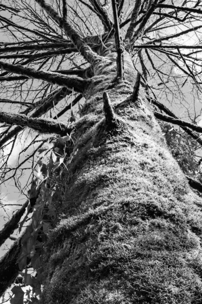 苔の木の幹 苔の木の樹皮 黒と白の森の中の古い木の垂直写真 森の中の大きな木 誰もいない — ストック写真