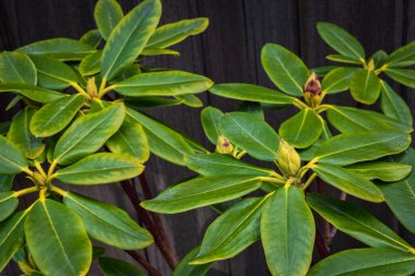 Pasifik rhododendron Rhododendron makrophyllum, baharda bahçede. Arka plan olarak yeşil yapraklar. Her zaman yeşil bir çalılığın arka planı. Pasifik rhododendronu, Kaliforniya gül göbekli