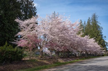 Sakura Kiraz Çiçeği Sokağı. Baharda çiçek açan kiraz ağaçları ve yeşil çimlerle muhteşem manzaralı bir park. Kiraz ağacının pembe çiçekleri.