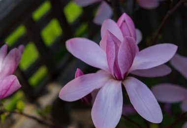 Magnolia Liliflora 'nın pembe lale manolya çiçeğini kapatın. Bahar bahçesindeki Magnolia Campbellii çalılığında büyüyen parlak pembe çiçek. Hiç kimse, bulanık.