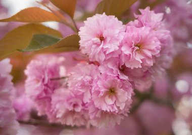 Baharda yumuşak pembe Prunus Acolade çiçeklerini kapatın. Japonya kirazlı Kanzan Doğu Asya kirazı ya da doğu kirazı olarak da bilinir. Bahçede bahar çiçekleri. Bulanık, seçici odaklanma