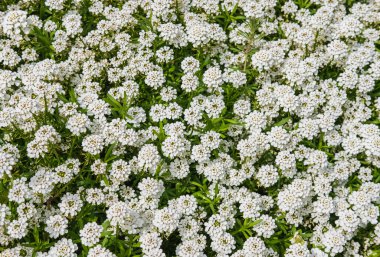 Evergreen Candytuft Iberis sempervirens 'in beyaz çiçekleri. Beyaz çiçeklerin güzel yaz arkaplanı. Hiç kimse, seçici odaklanma, üst görünüm