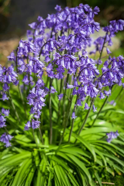 Blue Spanish Bluebell Hyacinthoides Hispanica Flowers Pretty Purple Spanish Bluebell — Stock Photo, Image