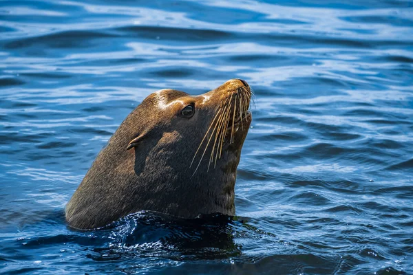 Closeup portrait of sea lion\'s face looking up with sea on the islands in British Columbia. Seal swimming in the ocean. Travel photo, nobody