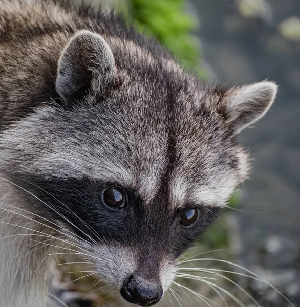 Head shot of cute Raccoon. Eye to eye with Raccoon Procyon lotor, also known as the North American raccoon. Raccoon face. Selective focus, wildlife animal concept.