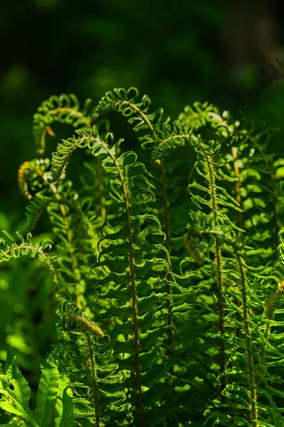 Vackra Ormbunkar Lämnar Gröna Blad Naturlig Blommig Ormbunke Bakgrund Solljus — Stockfoto