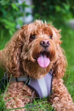 Güneşli bir yaz gününde parktaki Cavapoo köpeği, Cavalier Kralı Charles Spaniel ve Kaniş 'in melezi. Çimlerin üzerinde sevimli bir köpek. Sokak fotoğrafı, seçici odak, insan yok.