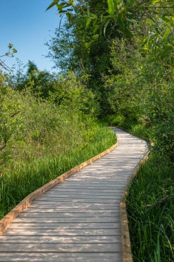 Ormanda tahta bir patika. Tahta yol orman doğası, BC ulusal parkında yürüyüş parkı. Doğal rezerve giden bir rota, Kanada ormanlarında gezmek. Yeşil ormandaki tahta kaldırım.