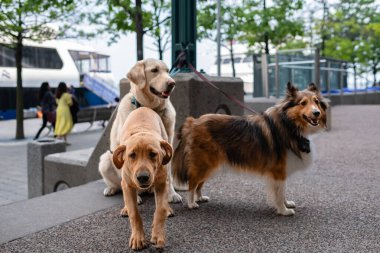 Alışveriş merkezinde tasmalı sahibini üç köpek bekliyor. Tasmalı bir köpek sahibini bekliyor. Sokak fotoğrafı, insan yok, seçici odak