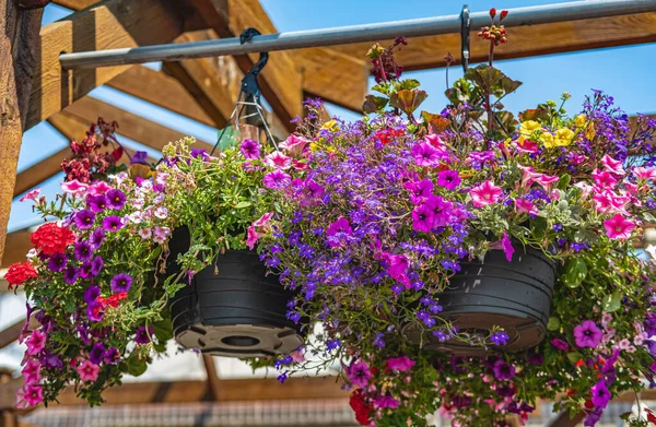 Baskets of hanging petunia flowers on balcony. Petunia flower ornamental plant. Purple and pink petunias in a hanging basket. Pots of bright calibrachoa flowers hanging on a wooden wall