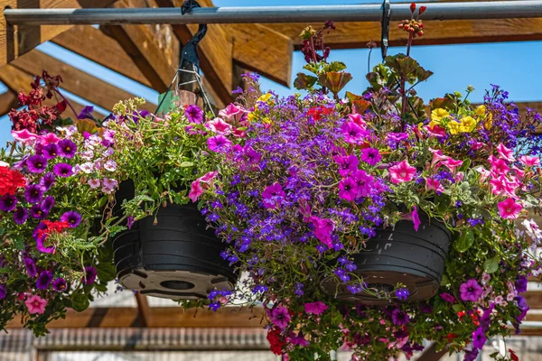 Baskets of hanging petunia flowers on balcony. Petunia flower ornamental plant. Purple and pink petunias in a hanging basket. Pots of bright calibrachoa flowers hanging on a wooden wall