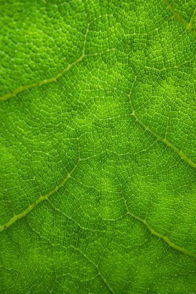 Arkaplan Için Soyut Yeşil Yaprak Dokusu Taze Yeşil Yaprağın Arka — Stok fotoğraf