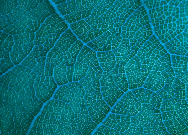 Abstrakt Grönaktig Bladstruktur För Bakgrund Textur Bakgrund Bakgrundsbelysning Färska Gröna — Stockfoto