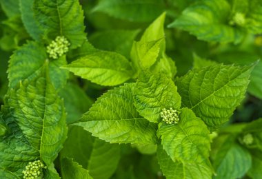 Arka plan için büyük yapraklı ortanca yaprakları. Parlak Yeşil Yapraklar bir bahçede. Hydrangea makrophylla ya da büyük yapraklı Hortensia çalısı. Hiç kimse, üst manzara.