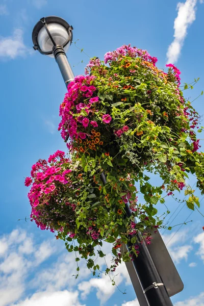 Große Und Schöne Hängekorbtöpfe Mit Blühenden Leuchtend Rosa Petunien Surfinia — Stockfoto