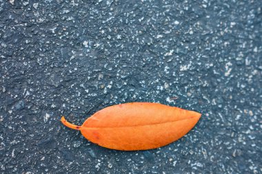 Issız bir yaprak, düşmüş sonbahar yaprakları karanlık arka planda izole edilmiş. Şehir parkındaki asfaltta bir tanesi düştü. Metin için kopyalama alanı, hiç kimse