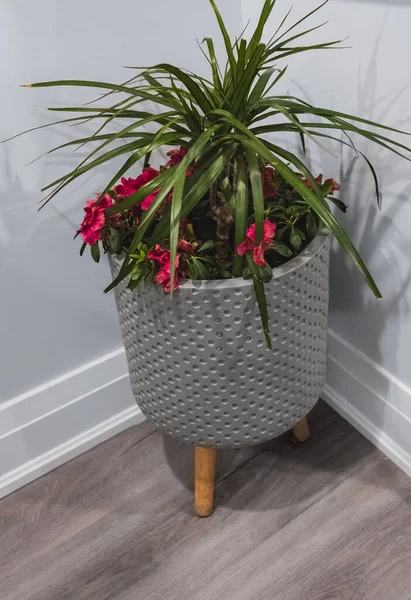 stock image Green potted indoor plant, trees in the pot inside the house or office. Indoor decorative plants and flowers for house interior. Plant potted in a pretty flower pot