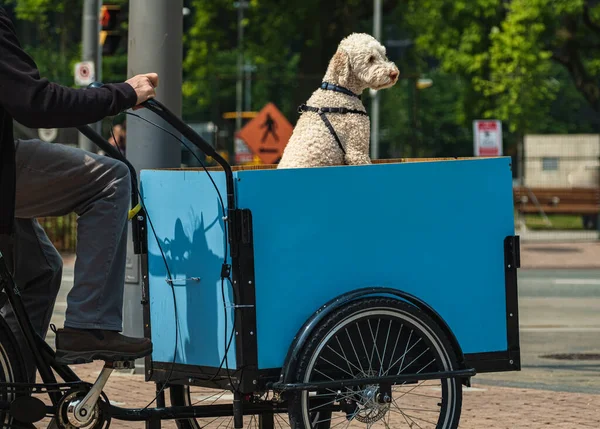 Mann Auf Einem Lastenrad Mit Seinem Freund Hund Reifer Mann — Stockfoto