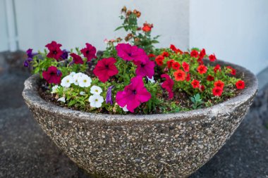 Büyük saksı. Çiçek ve Bitkilerle Çiçekçi. Şehir caddesinde büyük bir saksı. Bahçe dekorasyon elemanları. Sokak dekorasyonu. Bir yaz günü şehirde bitkiler ve çiçek tarlaları. Sokak fotoğrafı, kimse yok.