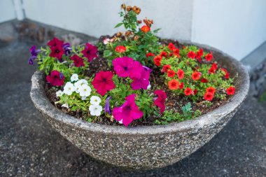 Büyük saksı. Çiçek ve Bitkilerle Çiçekçi. Şehir caddesinde büyük bir saksı. Bahçe dekorasyon elemanları. Sokak dekorasyonu. Bir yaz günü şehirde bitkiler ve çiçek tarlaları. Sokak fotoğrafı, kimse yok.