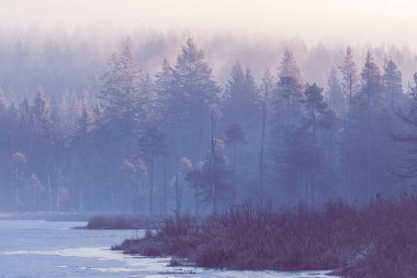 Gölle birlikte ormanda soğuk bir sabah. Vadideki çam ormanı sisli sabah ormanlarının taze atmosferinde. M.Ö. 'de sonbahar sabahı sisi. Köknar ormanıyla sisli dağ manzarası