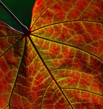 Kırmızı yaprak dokusu. Renkli şeffaf ve narin iskelet yaprakları. Şablon ve arkaplan için kırmızı yaprak dokusunda tasarım. Hiç kimse, seçici odaklanma