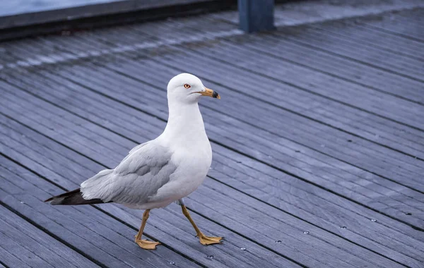 Sea gulls walk on the street in Vancouver BC. Standing sea gull on wooden pier. White birds seagulls walking by the beach. A seagull looking at the camera. Copyspace for text, nobody