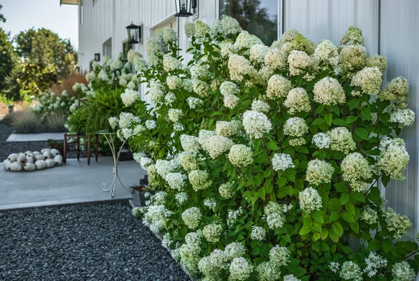 Hermosas Delicadas Flores Hortensias Jardín Casa Con Patio Delantero Bien —  Fotos de Stock