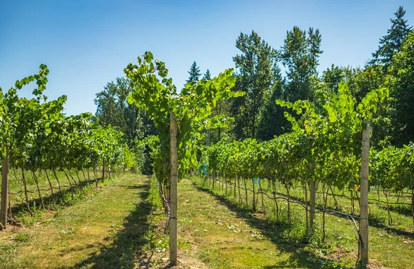 葡萄园准备好了葡萄收获 不列颠哥伦比亚省的葡萄田有机耕作 葡萄园在夏日里排成一排 秋天的葡萄园种植园 — 图库照片