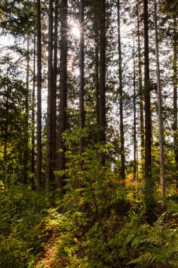 Spruce Ağaçları Doğal Ormanı. Güzel derin orman manzarası. Ormanda ışık huzmesi. Orman ahşap arka planı. Yazın yeşil orman, Britanya Kolombiyası Kanada 'da ağaçların arasından parlayan parlak güneş.