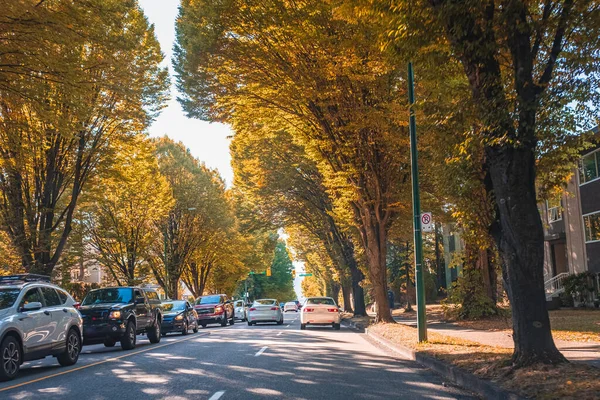Fall scenery of long rows of golden trees along an avenue in autumn foliage Vancouver Canada. Beautiful warm seasonal scene of cars driving along the autumn road. Exploring and travelling Canada