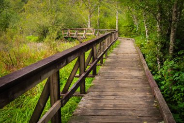 Tahtadan yapılmış bir patika, ormanın içinden geçen bir geçittir. BC Kanada 'da yağmur ormanları boyunca tahta yürüyüş yolu. Parktaki tahta köprü, seyahat fotoğrafı, hiç kimse. Sonbahar ormanında sahil yürüyüşü