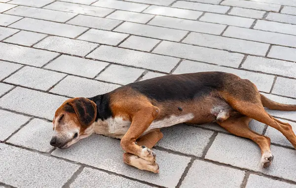 Homeless abandoned dog sleeping on the city street. Brown stray dog sleeping on a walkway. Copy space for text, nobody