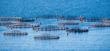 Deniz balığı kafesleri, balık ağları, tarım dorado 'su, deniz levreği ve levrek balığı besleme süreci. İyon denizi, Yunanistan. Ticari balık üretimi.,