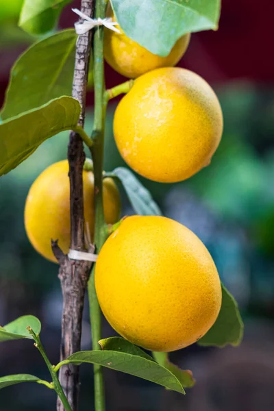Lemon grows on branch. The Yellow Lemon Tree. Ripe lemons hanging on the tree. Tree branch at the sunny garden.