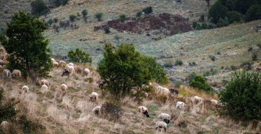 Arnavutluk 'taki dağlarda otlayan koyunların panoramik görüntüleri. Sürüyü koruyan çoban köpeği olan güzel bir dağ çayırında koyun sürüsü..