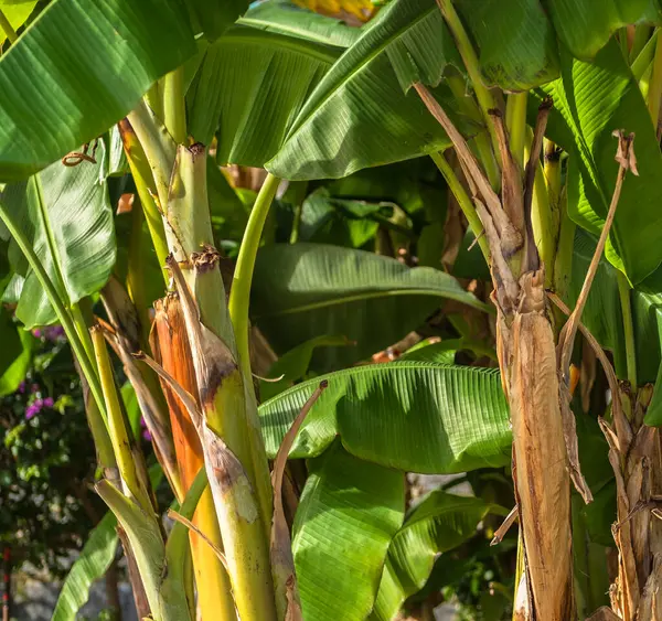 Tropical banana leaf texture, large palm foliage nature. tropical banana leaves, green nature background. Environment Concept.