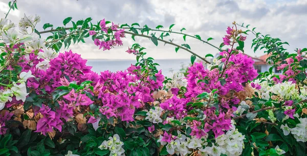 Bougainvillea flower, Paper flower, Pink Bougainvillea flower in a sunny day in the garden. Blooming Bougainvillea flowers as a background. Floral background. Violet bougainvillea flowers blooming
