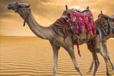 Afrika 'da çölde Orta Doğu develeri. Camelus dromedarius, turistleri sırtında taşıyan çöl hayvanlarıdır. Sahra Çölü 'ndeki deve kervanı