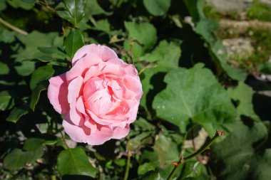 Koyu yeşil arka planda pembe bir gülü yakından çek. Güneşli bir günde bahçede pembe güller. Kimse yaklaşmasın.
