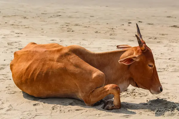 Cow on Beautiful Tropical beach. Indian cow at the sandy beach. Brown cow sleeping on the sand in Goa India. Selective focus, travel photo, close up
