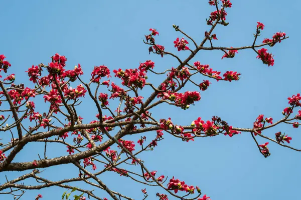 Semul or Silk Cotton tree Bombax ceiba flowers in full bloom in Maharashtra India. Semul tree with beautiful red-colored flowers.