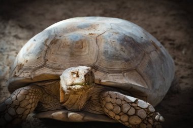 Galapagos Adaları. Galapagos kaplumbağası. Büyük kaplumbağa. Ekvador 'da. Galapagos kaplumbağası veya Galapagos dev kaplumbağası. Aldabra dev kaplumbağası..