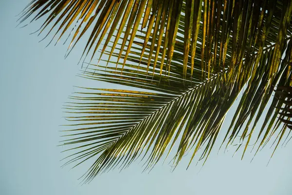 Coconut Palm Tree leaves Low angle view. Palm tree leaves against blue sky. Cocos nucifera, commonly called coconut or coconut palm. ,Nobody, street photo