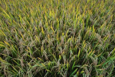 Pirinç tarlası. Çiftlikte olgun pirinç tarlaları ve gökyüzü manzarası. Hasattan önce çeltik tarlası. Rices çeltik tarlasının üst manzarası, Vietnam