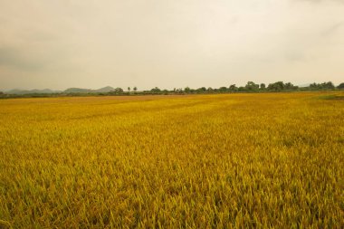 Olgun pirinç tarlaları ve gökyüzü manzarası. Su mevsiminde ve sulama alanında güzel Teras pirinç tarlaları. Çeltik tarlasının en üst manzarası, Vietnam. Hasattan önce pirinç tarlası.