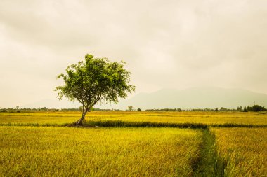 Su mevsiminde ve sulama alanında güzel bir pirinç tarlası görüntüsü. Pilav tarlası, Vietnam. Çiftlikte olgun pirinç tarlaları ve gökyüzü manzarası. Hasattan önce pirinç tarlası.