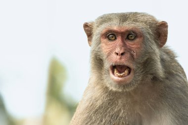 Saldırgan maymun ağaçta oturuyor. Rhesus makağı bir ağaç dalında tek başına oturuyor. Manzarayı kapat. Güney, Orta ve Güneydoğu Asya 'ya özgüdür.