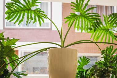 Bu umatophyllum xanadu. Diğer botanik isimleri Philodendron xanadu ve Philodendron x 'Winterbourn' Xanadu 'dur.